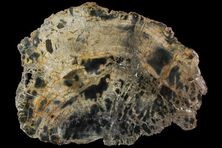 Petrified Wood (Araucaria) Slab - Madagascar #118573